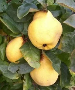 Future Forests Quince Vranja