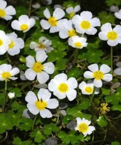 Future Forests Ranunculus Aquatilis - Common Water Crowfoot (Oxegenator) More