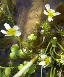 Future Forests Ranunculus Aquatilis - Common Water Crowfoot (Oxegenator) More 7 Future Forests Ranunculus Aquatilis - Common Water Crowfoot (Oxegenator) More