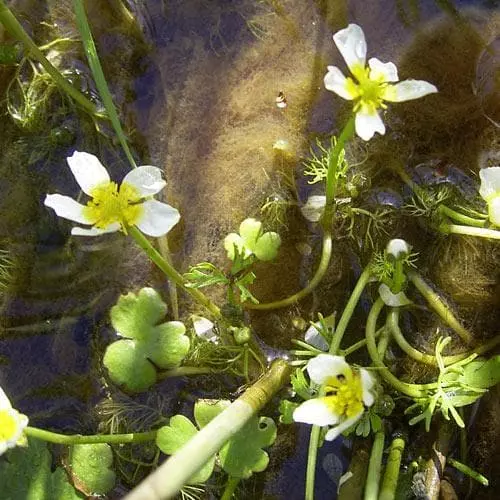 Future Forests Ranunculus Aquatilis - Common Water Crowfoot (Oxegenator) More 5 Future Forests Ranunculus Aquatilis - Common Water Crowfoot (Oxegenator) More