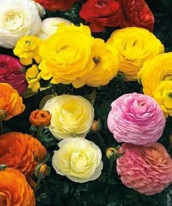 Future Forests Bulbs Ranunculus Asiaticus - Mixed Varieties