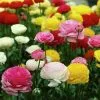 Future Forests Bulbs Ranunculus Asiaticus - Mixed Varieties