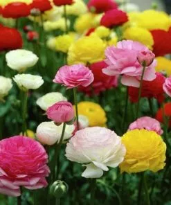 Future Forests Bulbs Ranunculus Asiaticus - Mixed Varieties