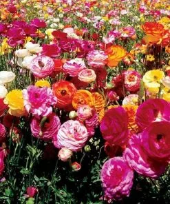 Future Forests Bulbs Ranunculus Asiaticus - Mixed Varieties