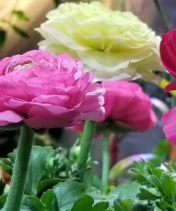 Future Forests Bulbs Ranunculus Asiaticus - Mixed Varieties