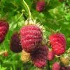 Future Forests Raspberry Cascade Delight - Summer Fruiting 1 Future Forests Raspberry Cascade Delight - Summer Fruiting