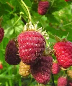 Future Forests Raspberry Cascade Delight - Summer Fruiting