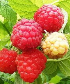 Future Forests Raspberry Cascade Delight - Summer Fruiting