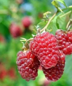 Future Forests Raspberry Cascade Delight - Summer Fruiting