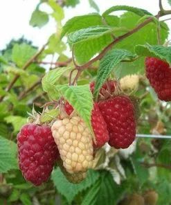 Future Forests Raspberry Cascade Delight - Summer Fruiting
