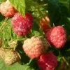 Future Forests Raspberry Heritage - Summer & Autumn Fruiting 1 Future Forests Raspberry Heritage - Summer & Autumn Fruiting