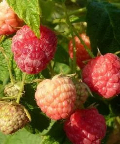 Future Forests Raspberry Heritage - Summer & Autumn Fruiting