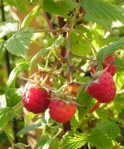 Future Forests Raspberry Heritage - Summer & Autumn Fruiting