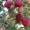 Future Forests Raspberry Malling Promise - Summer Fruiting 1 Future Forests Raspberry Malling Promise - Summer Fruiting