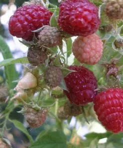 Future Forests Raspberry Malling Promise - Summer Fruiting
