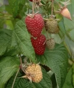 Future Forests Raspberry Polka - Autumn Fruiting 8 Future Forests Raspberry Polka - Autumn Fruiting