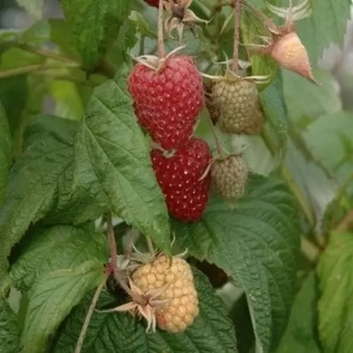 Future Forests Raspberry Polka - Autumn Fruiting 5 Future Forests Raspberry Polka - Autumn Fruiting