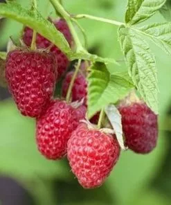 Future Forests Raspberry Polka - Autumn Fruiting