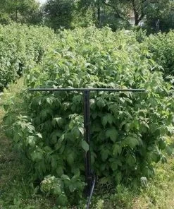 Future Forests Raspberry Polka - Autumn Fruiting 9 Future Forests Raspberry Polka - Autumn Fruiting