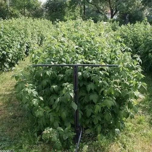 Future Forests Raspberry Polka - Autumn Fruiting 6 Future Forests Raspberry Polka - Autumn Fruiting
