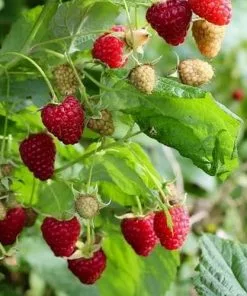 Future Forests Raspberry Polka - Autumn Fruiting