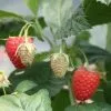 Future Forests Raspberry Twotimer Sugana Red - Summer & Autumn Fruiting