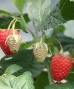 Future Forests Raspberry Twotimer Sugana Red - Summer & Autumn Fruiting