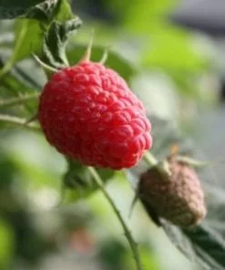 Future Forests Raspberry Twotimer Sugana Red - Summer & Autumn Fruiting