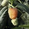 Future Forests Raspberry Twotimer Sugana Yellow - Summer & Autumn Fruiting