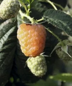 Future Forests Raspberry Twotimer Sugana Yellow - Summer & Autumn Fruiting
