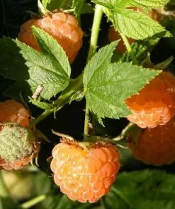 Future Forests Raspberry All Gold (Fall Gold) - Autumn Fruiting