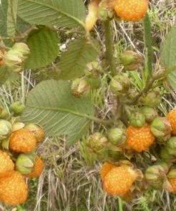 Future Forests Raspberry All Gold (Fall Gold) - Autumn Fruiting