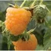 Future Forests Raspberry All Gold (Fall Gold) - Autumn Fruiting