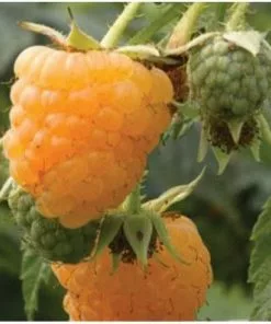 Future Forests Raspberry All Gold (Fall Gold) - Autumn Fruiting