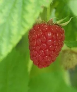 Future Forests Raspberry Autumn Bliss - Autumn Fruiting