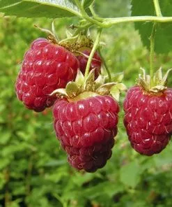 Future Forests Raspberry Autumn Bliss - Autumn Fruiting