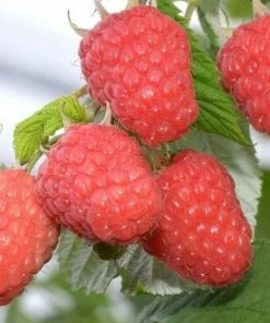 Future Forests Raspberry Glen Ample - Summer Fruiting