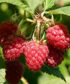 Future Forests Raspberry Malling Jewel - Summer Fruiting