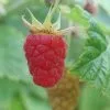 Future Forests Raspberry Malling Leo - Summer Fruiting