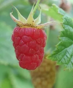 Future Forests Raspberry Malling Leo - Summer Fruiting