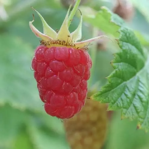 Future Forests Raspberry Malling Leo - Summer Fruiting 3 Future Forests Raspberry Malling Leo - Summer Fruiting