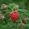 Future Forests Raspberry Malling Jewel - Summer Fruiting 2 Future Forests Raspberry Malling Jewel - Summer Fruiting