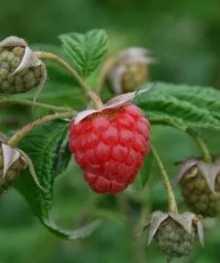 Future Forests Raspberry Malling Jewel - Summer Fruiting