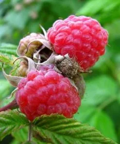 Future Forests Raspberry Malling Leo - Summer Fruiting