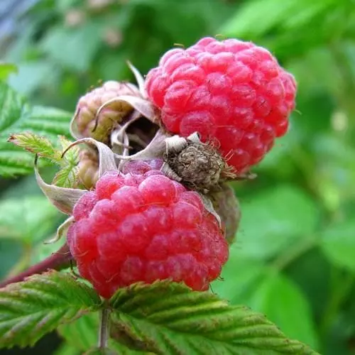 Future Forests Raspberry Malling Leo - Summer Fruiting 4 Future Forests Raspberry Malling Leo - Summer Fruiting