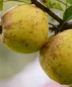 Future Forests Apple Rawley's Seedling