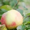 Future Forests Fruit Apple Red Elstar
