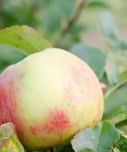 Future Forests Fruit Apple Red Elstar