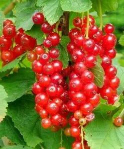 Future Forests Redcurrant Jonkeer Van Tets Fruit