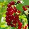 Future Forests Fruit Redcurrant Red Lake 2 Future Forests Fruit Redcurrant Red Lake